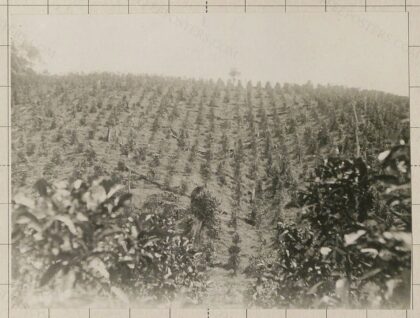 Plantations de caféiers (Côte d'Ivoire) / Mallamaire