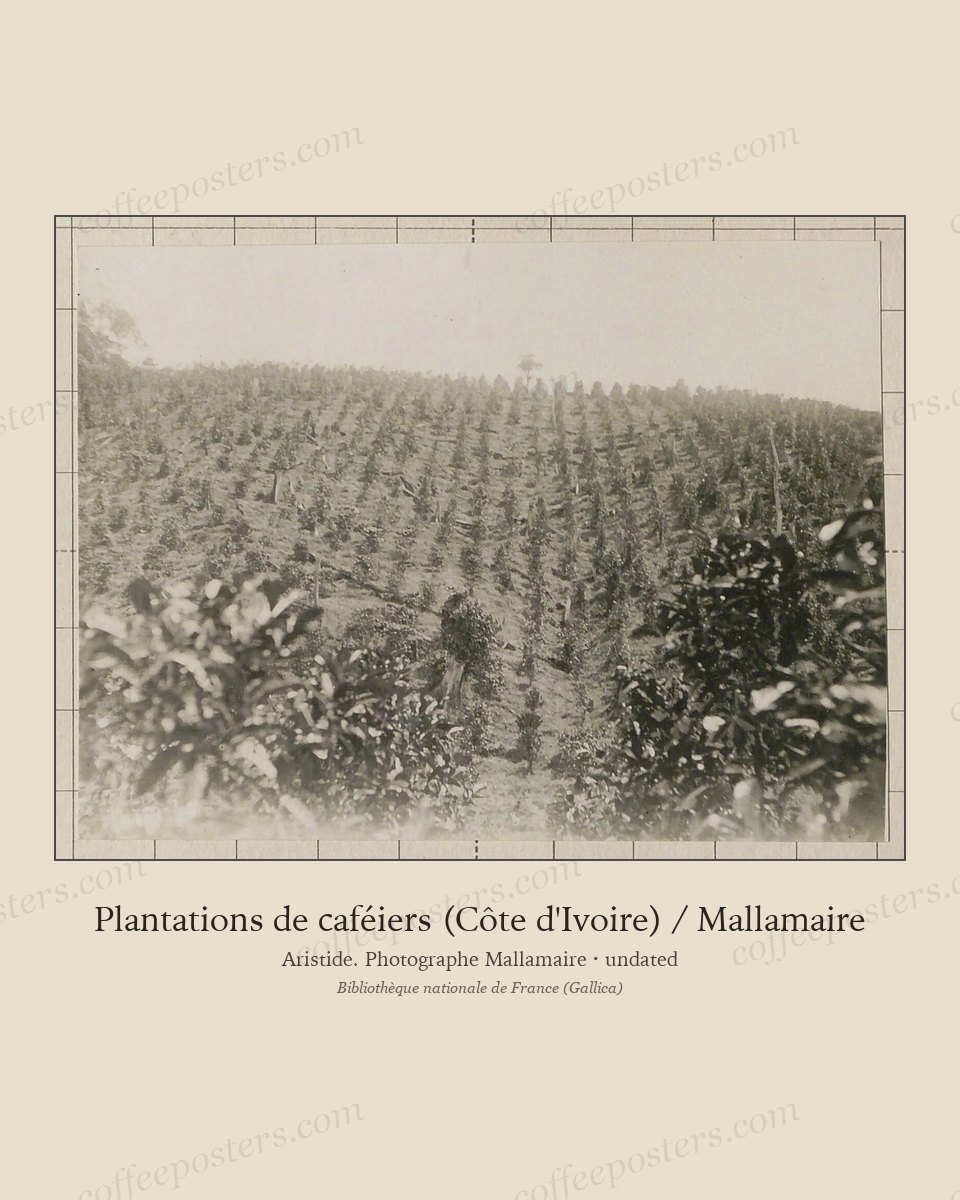 Plantations de caféiers (Côte d'Ivoire) / Mallamaire