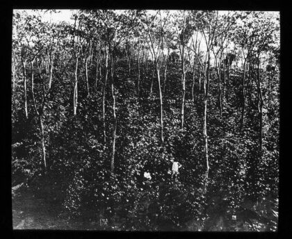 Java. 18, Plantation de café, plantation du gouvernement (arbres non taillés) / [mission] Chailley-Bert ; […