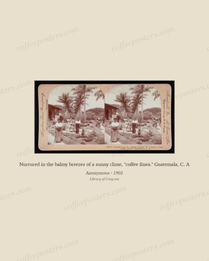 Nurtured in the balmy breezes of a sunny clime, "coffee finea." Guatemala, C. A