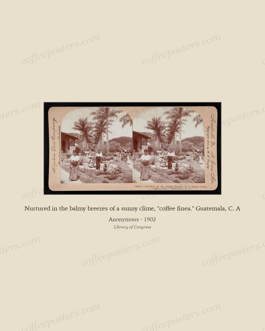 Nurtured in the balmy breezes of a sunny clime, "coffee finea." Guatemala, C. A