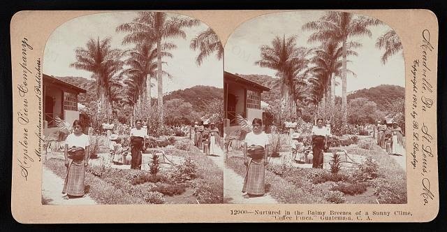 Nurtured in the balmy breezes of a sunny clime, "coffee finea." Guatemala, C. A