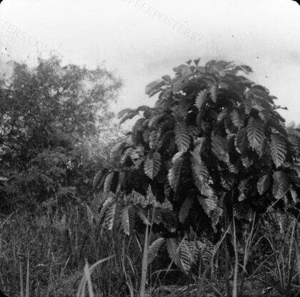 Spécimen de caféier Robusta en Côte d'Ivoire / Jean Lhuillier