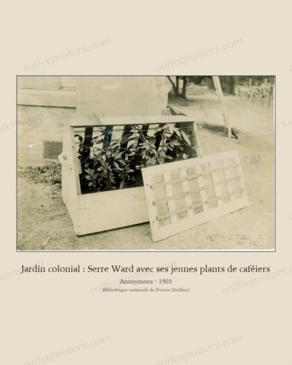 Jardin colonial : Serre Ward avec ses jeunes plants de caféiers