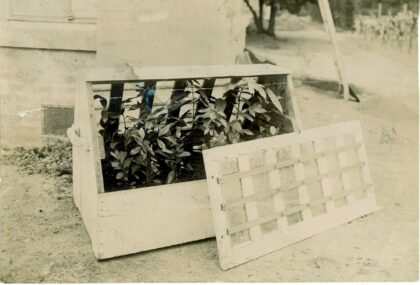 Jardin colonial : Serre Ward avec ses jeunes plants de caféiers