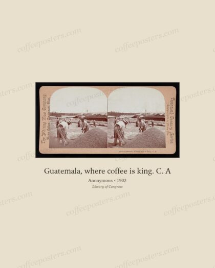 Guatemala, where coffee is king. C. A